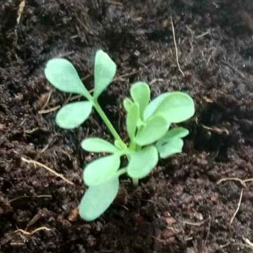 Rue Seeds to Plant Heirloom Non (2 Packs)