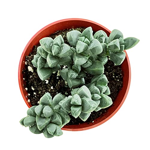 Ice Plant Live Corpuscularia lehmannii Succulent Fully Rooted in 4 inch Starter Pot (Ice Plant)