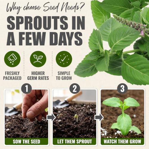 Holy Basil Seeds to Plant Heirloom Non (5 Packs)