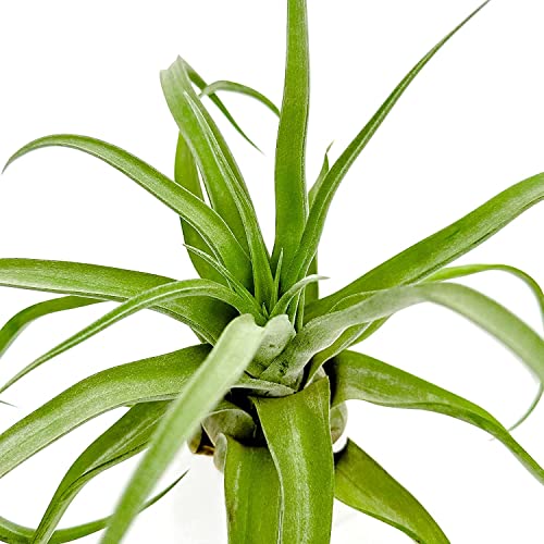 Live Air Plants (3 Pack / Jumbo)