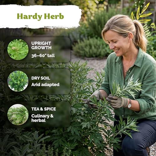 4 500 Mugwort Heirloom Herb Seeds for Planting