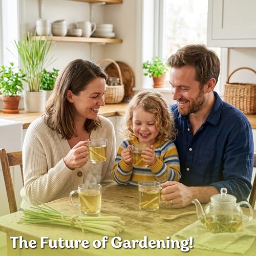 800 Lemongrass Heirloom Herb Seeds for Planting