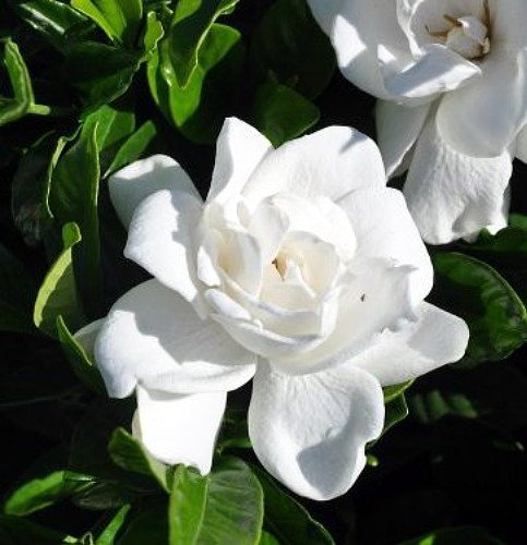 Summer Snow Gardenia
