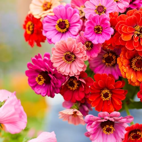 Zinnia Seeds Dahlia Flowered Mix (1/4 Pound / Dahlia Flowered Zinnia Mix)