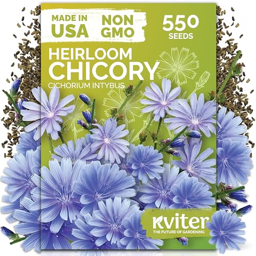 550 Chicory Heirloom Flower Seeds for Planting