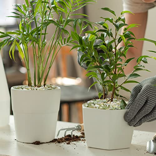 2.5 Pound Pebbles for Indoor Plants (Jade / 2.5 Pounds)