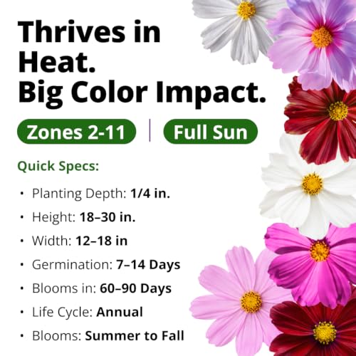 Sensation Dwarf Mix 600 Cosmos Flower Seeds Cosmos bipinnatus
