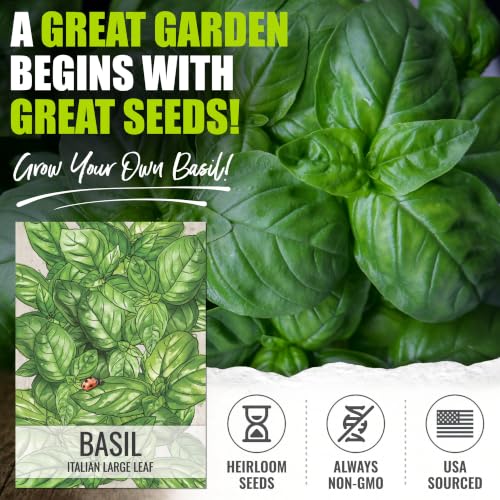 Italian Basil Seeds to Plant Heirloom Non (2 Packs)