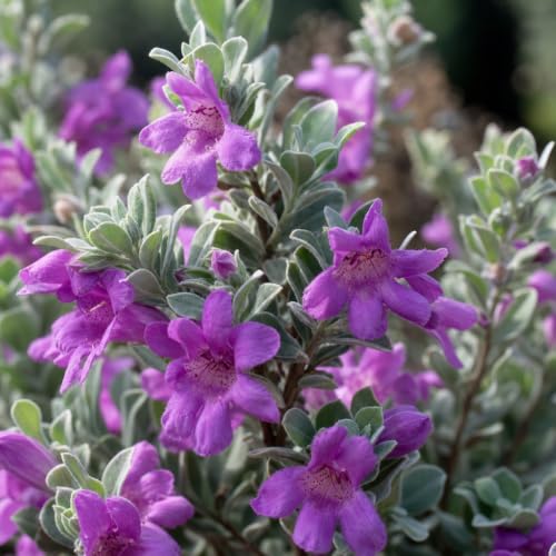 Texas Sage 50 Live Plants (2 Inch / 50 Plants)