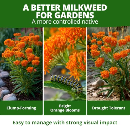 Butterfly Milkweed Seeds for Planting