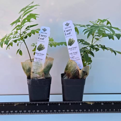 Daisy Ship Curry Leaf Plant Live Murraya Koenigii (1-Pack (Cup) / curry)