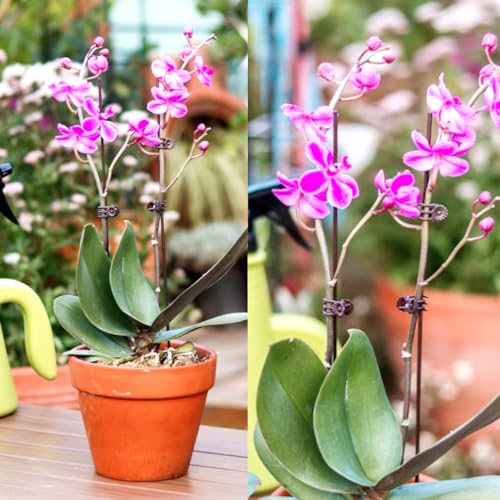 400PCS Plant Clips