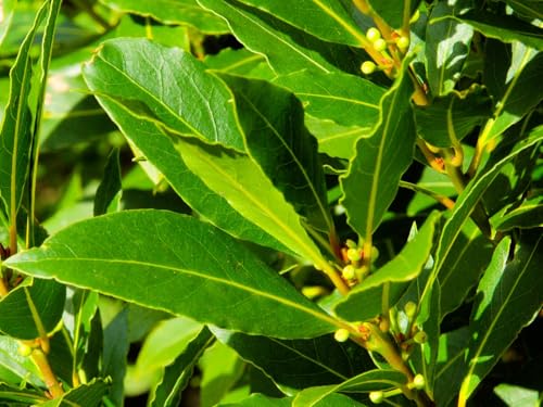 Live Perennial Plants (1 Pot)