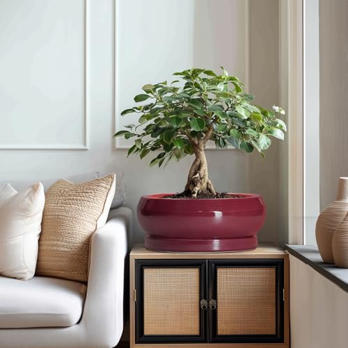 Bonsai Tree Pots 13 Inch (13 Inch / Wine Red)