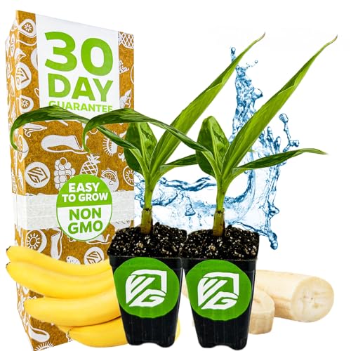 Gran Nain Banana Tree (Gran Nain)