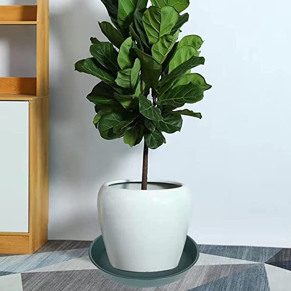 2 Pack of 10 inch Plant Saucer Gray (10" (2 pack) / Green)