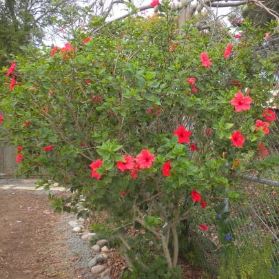 Red Hibiscus rosa (4 Count)