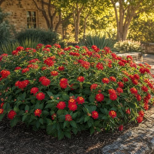 Lantana Dallas Red (2 Inch / 20 Plants)