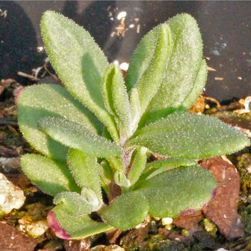 Spike Lavender Seeds to Plant Heirloom & Non (5 Packs)