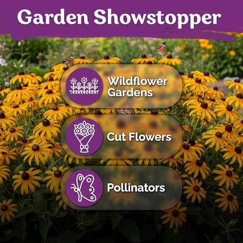 10 000 Black Eyed Susan Heirloom Flower Seeds for Planting