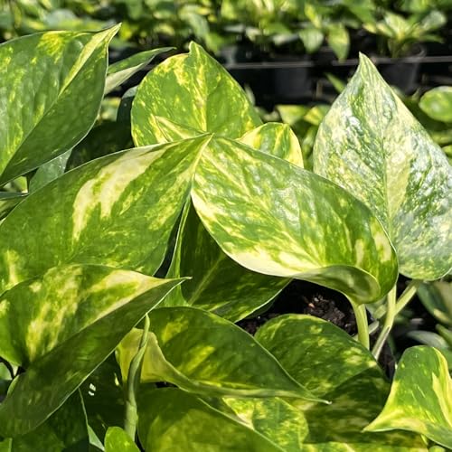 Golden Pothos Live Plant 10 (Plant Pot / 6-inch Plant Pot)