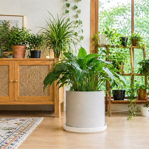 Ceramic Plant Saucer (11.8" (1 Pack) / White)