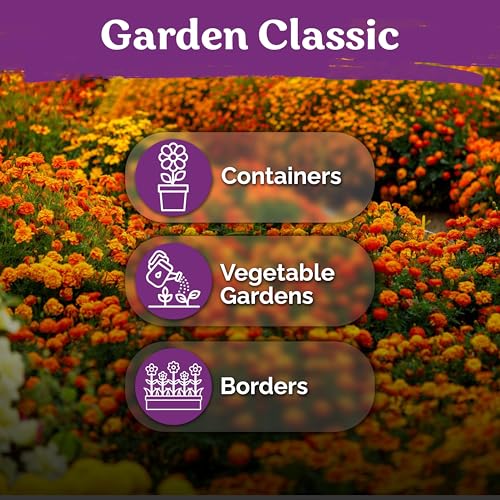 500 French Marigold Heirloom Flower Seeds for Planting