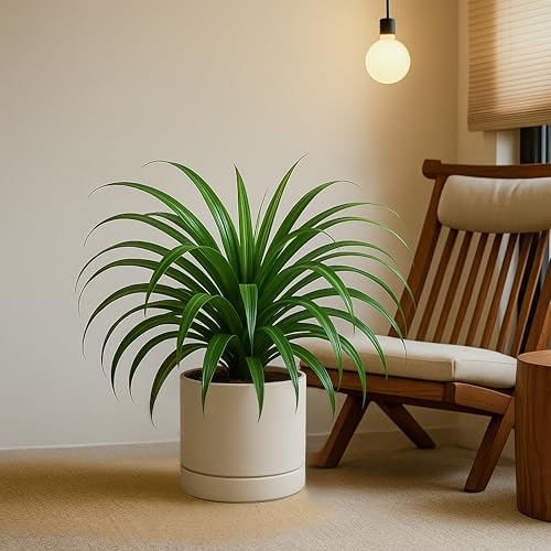 8 Inch Planter Pot with Drainage Hole & Saucer (8" (2 Pack) / Oatmeal)