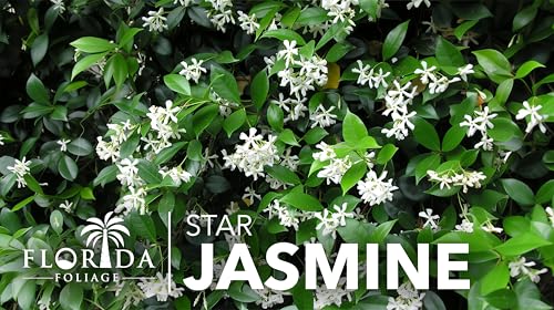 Star Jasmine 50 Live Plants (2 Inch / 50 Plants)