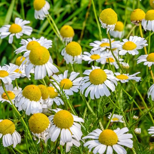 German Chamomile Seeds to Plant Heirloom Non (5 Packs)