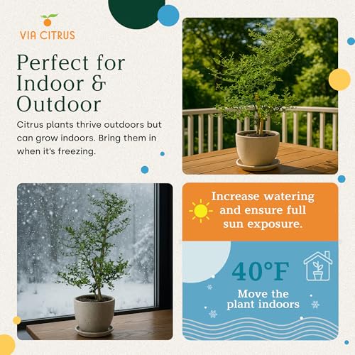 Australian Finger Lime Tree Live Plant 13 (Australian Finger Lime)