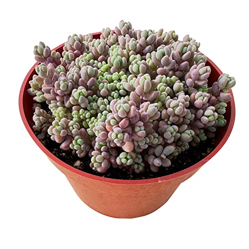 4" Sedum Dasyphyllum 'Minor' (Sedum Dasyphyllum 'Minor')