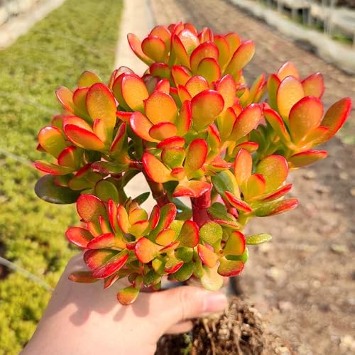 Dwarf Jade with Green Stripe Pot (Green Pot)