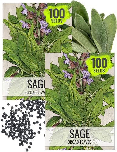 Broad Leaved Sage Seeds to Plant Heirloom Non (2 Packs)