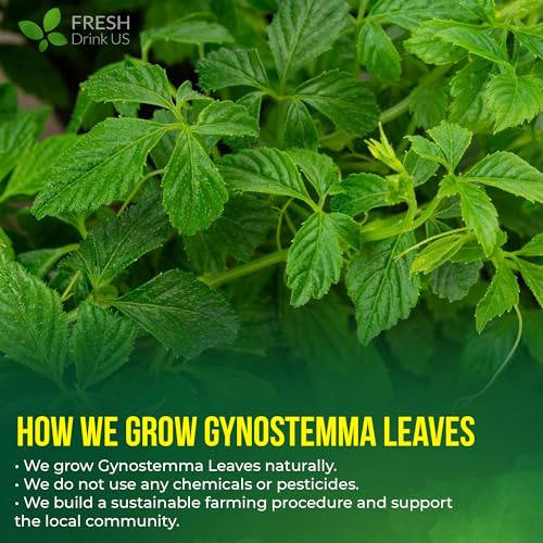 Premium Gynostemma Tea Bags (75 Tea Bags)