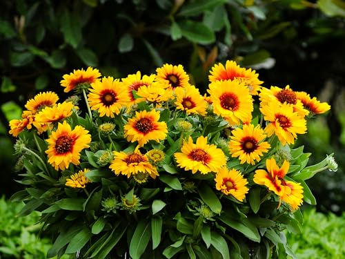 Live Perennial Plants (1 Pot)