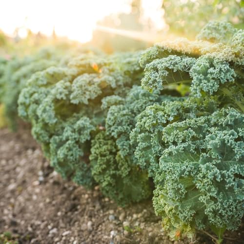 200+ Dwarf Siberian Kale Seeds for Planting