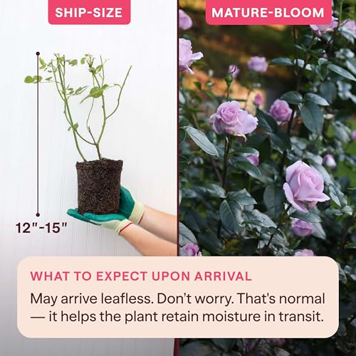 Heirloom Floribunda Roses (Le Petit Prince)