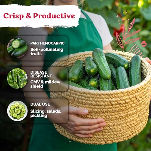 50 Beit Alpha Cucumber Heirloom Vegetable Seeds
