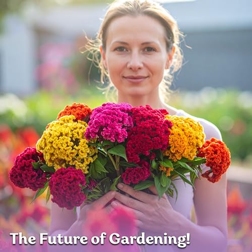 500 Dwarf Mix Cockscomb Heirloom Flower Seeds
