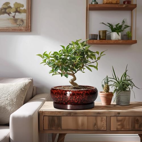 Bonsai Pots 8 Inch Ceramic Succulent Planters for Indoor Outdoor (8 Inch / Leopard Red)