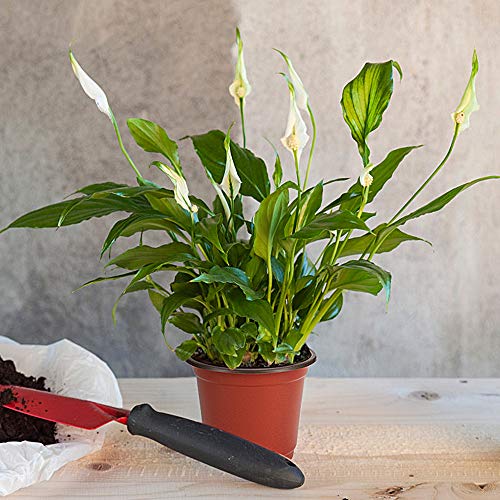 100 Pack 4 Inch Plastic Plant Nursery Pots Come with 100 Pcs Plant Labels (4 Inch)