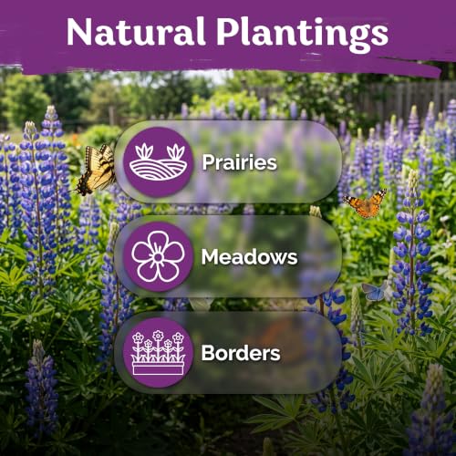 250 Blue Lupine Heirloom Flower Seeds for Planting