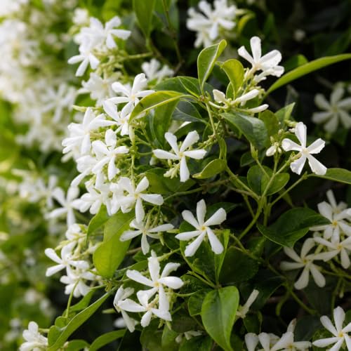 Star Jasmine 40 Live Plants (40 Count)