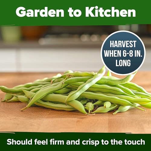 Contender Bush Bean Seeds