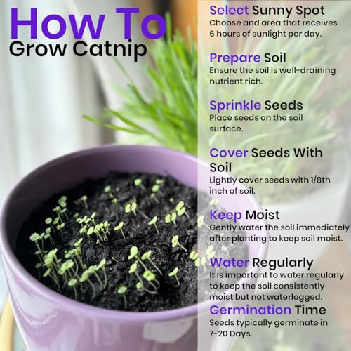Catnip Seeds for Planting (1700 Count)