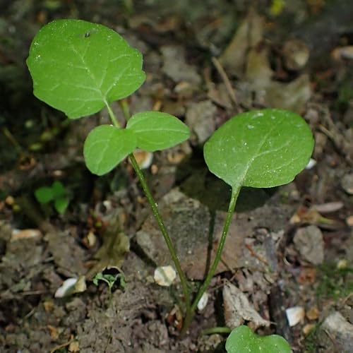 Valerian Seeds to Plant Heirloom Non (5 Packs)