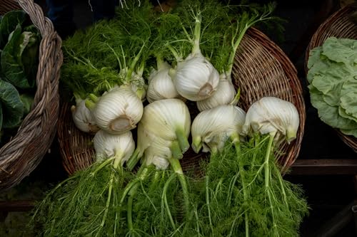 Herb Seeds to Plant Florence Fennel (5 Packs)