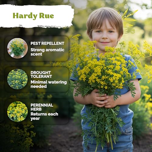 500 Common Rue Heirloom Herb Seeds for Planting