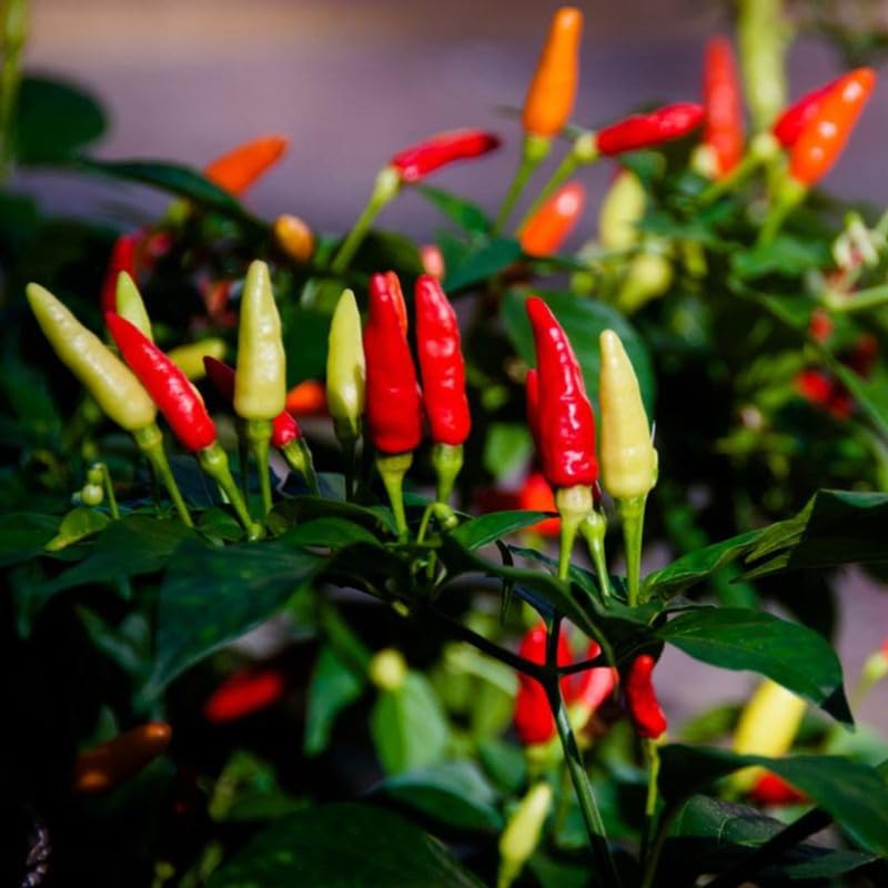 Red Pepper Plant Live (Red White Pepper)